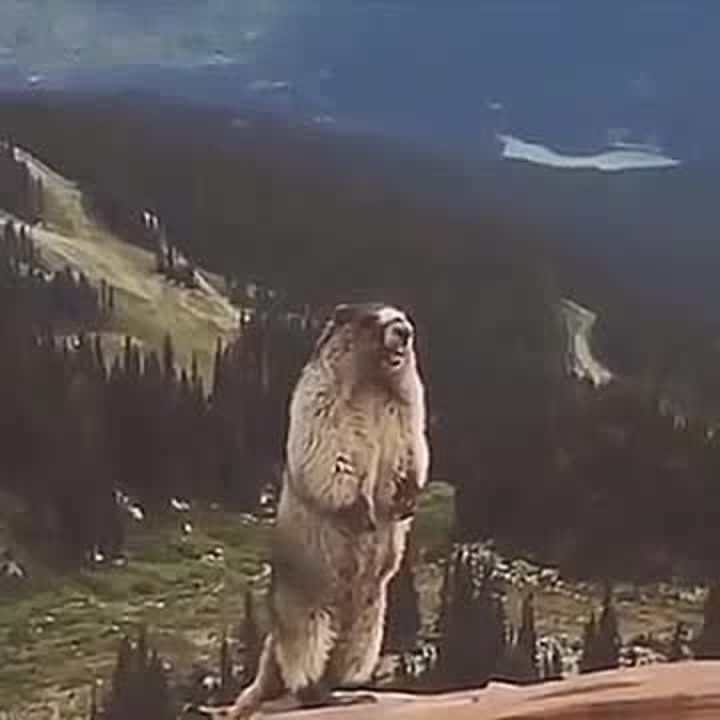 ��������� ����������: ����� ����� ������ ��������� ���������
