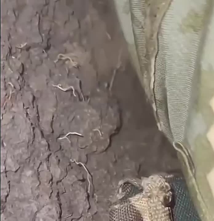 �������� ������ ������������ ��: ������� �������
