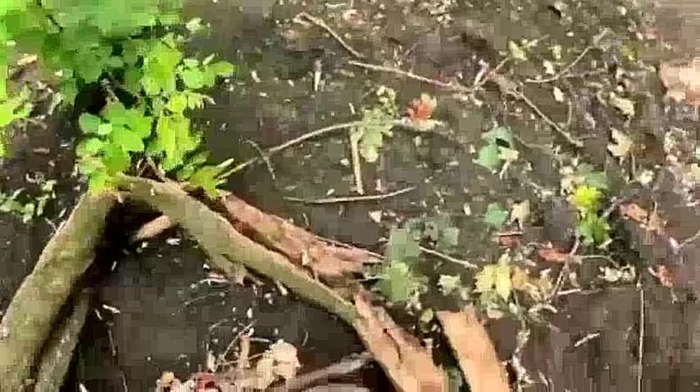 ������� ������: ������ ����������� ���: "�������!���� �������!"