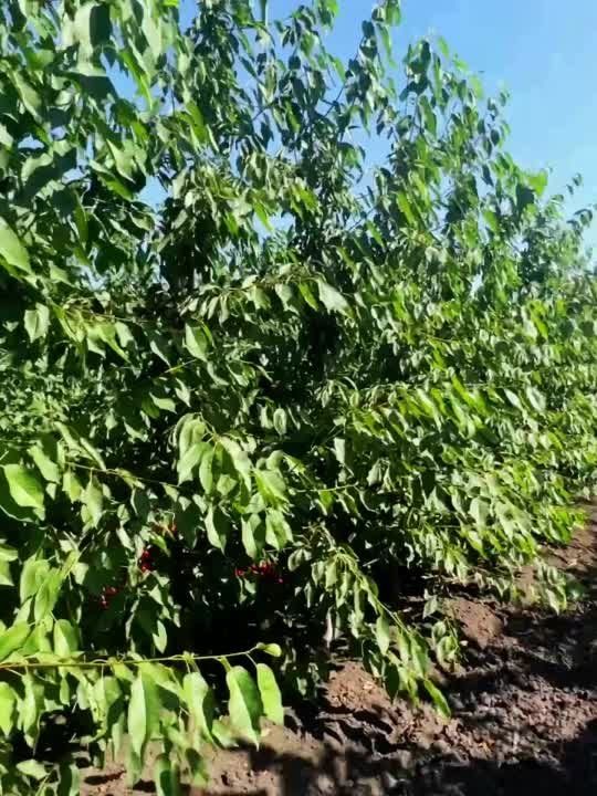 ����� ����������: �������� � ������� �������� � ������� � ������� ����������, ������ �������� � ������ ������� �� ������ � ���������, �� � � ���������� ����������