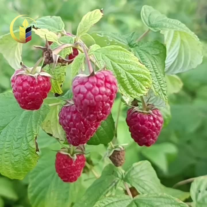 25 ���� - ���� ������. ������ � ����� ����������, ������� � ��������� �����