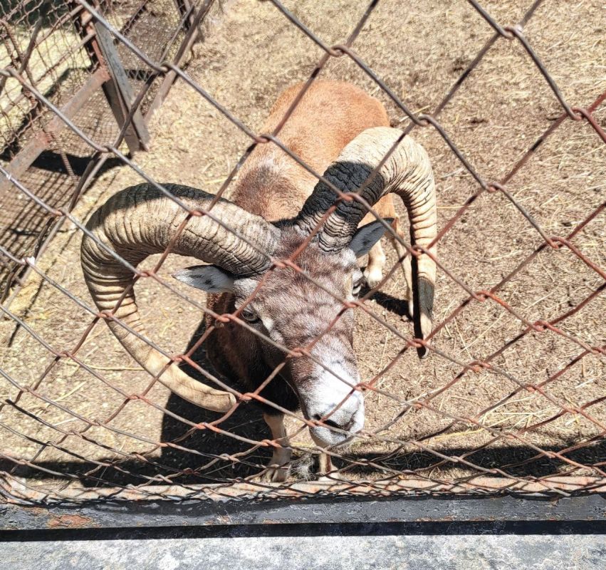 ������� ������: ����� �� ���� � ������������ ��������