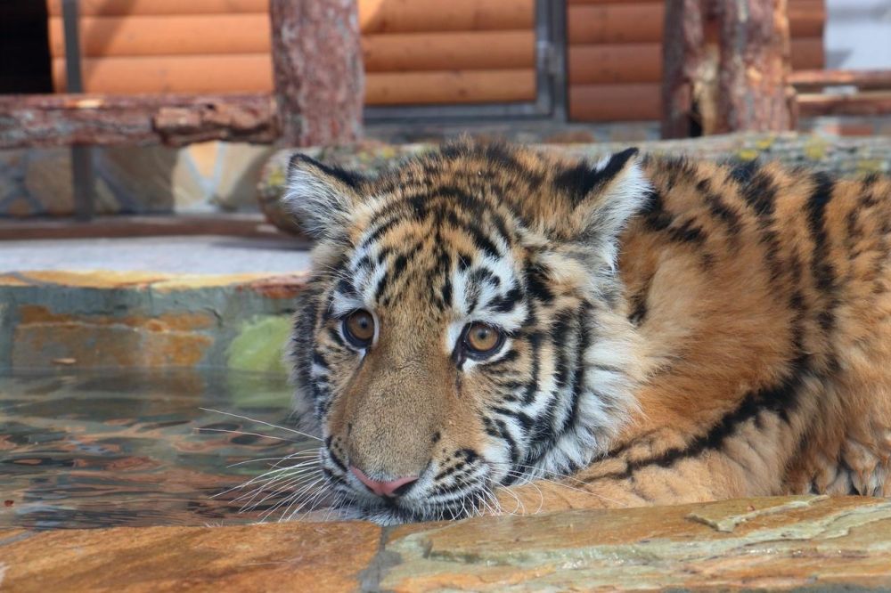 ��������� �� �����-���������� ��������� ������������ ������� ���������