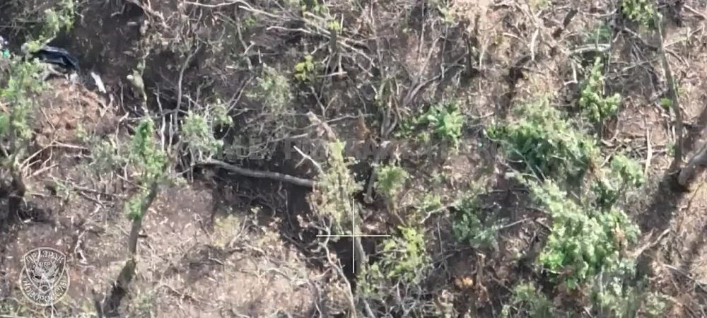 ����� �����: ������� �� ���������� ������������ �������� � ���������� ����� ����� "����������' � ���������
