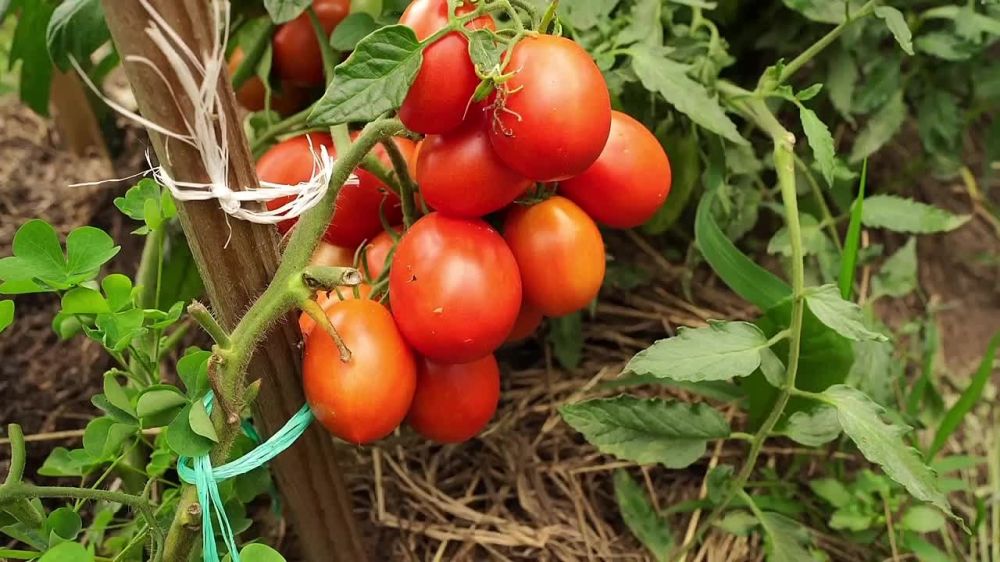 ����� ����������: ������ ����� ������� ������