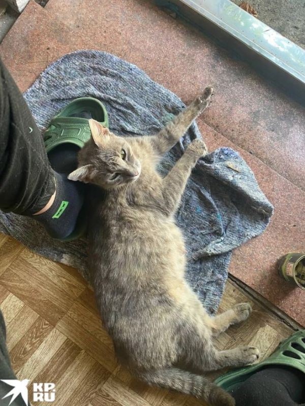 ������� ��������: ���� ��� ������ � ����� � ����� ����� ���