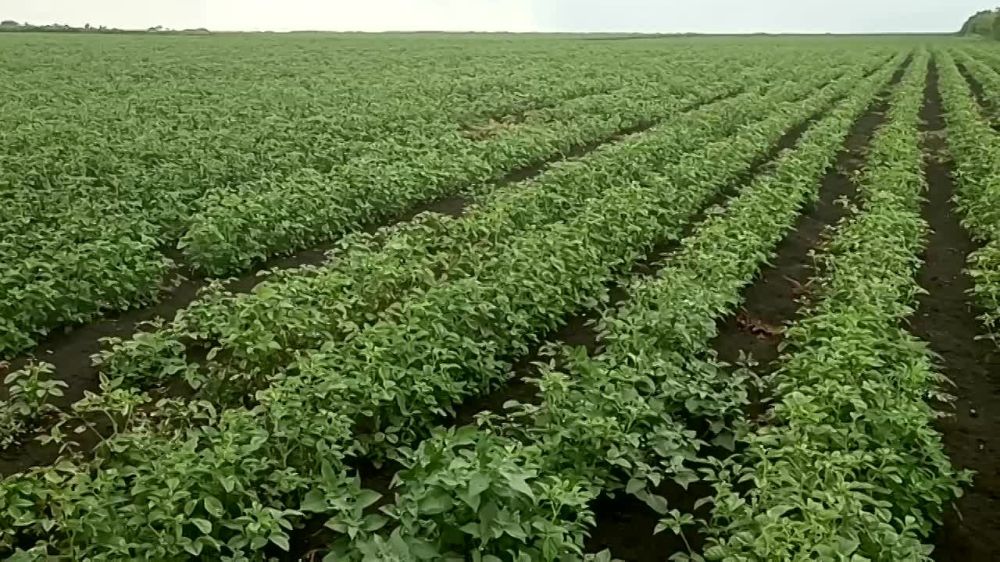 ������� �������: ��� � ��� ���������� ��������� ������� ��������� ���� ��������� � �������� ������������ �������������� � ���������� ����� ��� ��� �������������������� �������� � ����