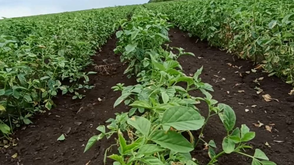 � ��� �������� ���� - ���������� ������� ��������