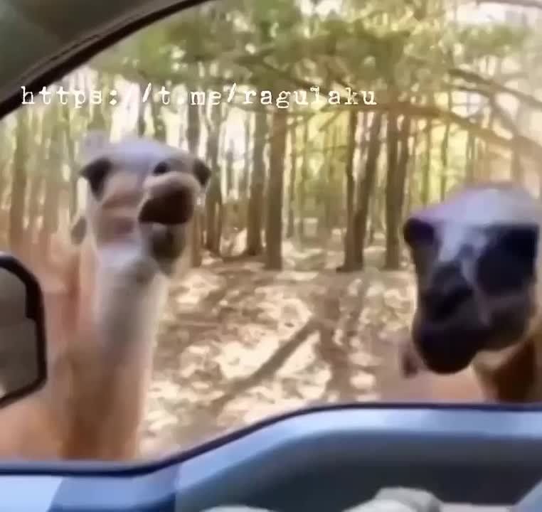"�����" ������ ������ ����� �� �����