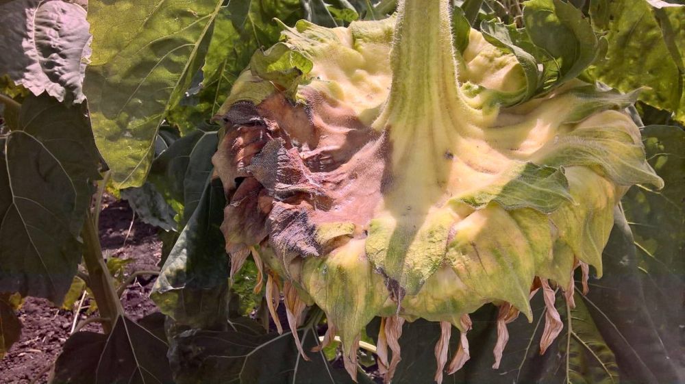 �������� ������������� Diaporthe helianthi Muntanola-Cvetkovic et al. � ����������� ������, ����������� ���������������� �� ���������� ���������� ���������