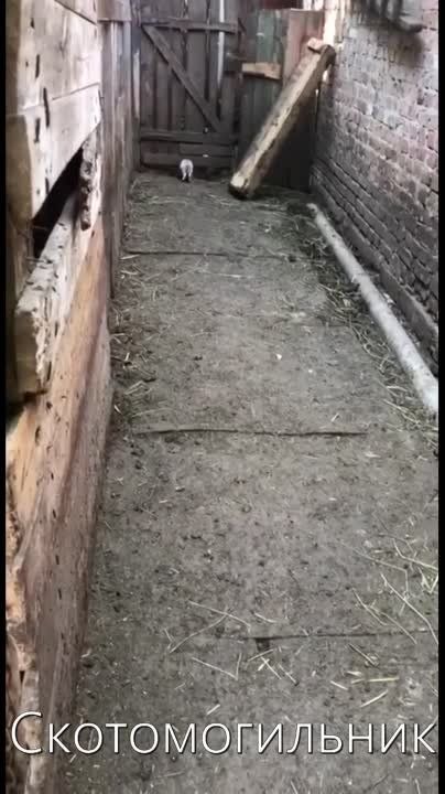 ����������� �� ������. ������