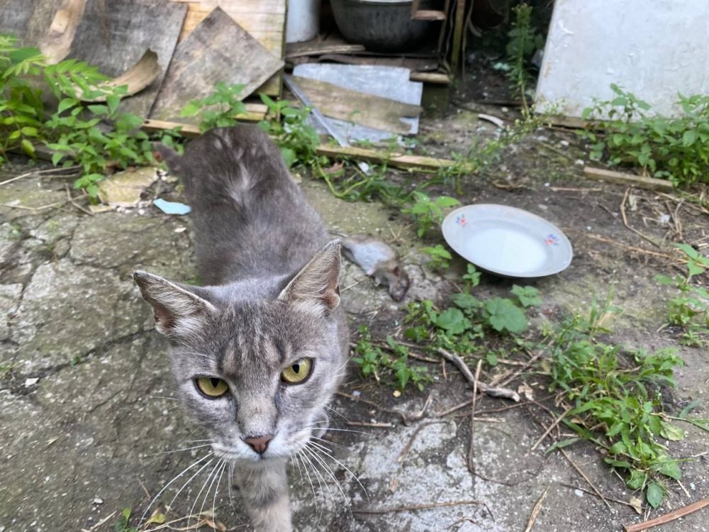 ������� ������: ������, ��� � ������ "�� �������"