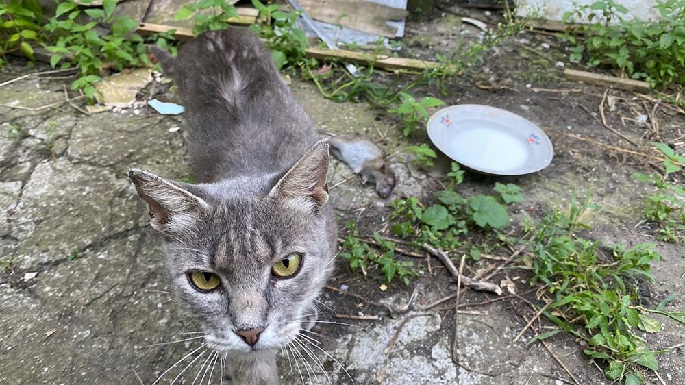 "�� �� ����� ���������� �����": ��� ������� ������ �������� �����, � ��� �������� ��� �� ����� ���������