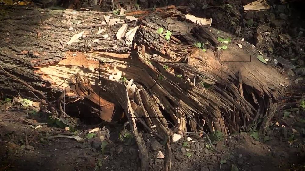 ����� �������: ���� ������������ ����� �������, ��� ������ ���������� � ��������� ������ ������, ������� ��������� ������������ ���������� �� ������� �������