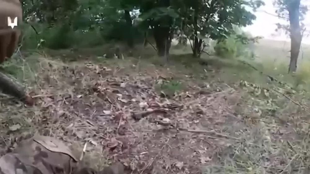 ���� �������: ����� � ��� �������. �� ������ ����� - ��������� ������� �������� ��� � ������ ��������