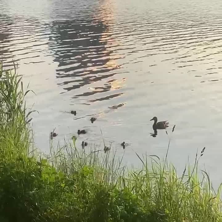 ���� ������: � ����������, ������� �������