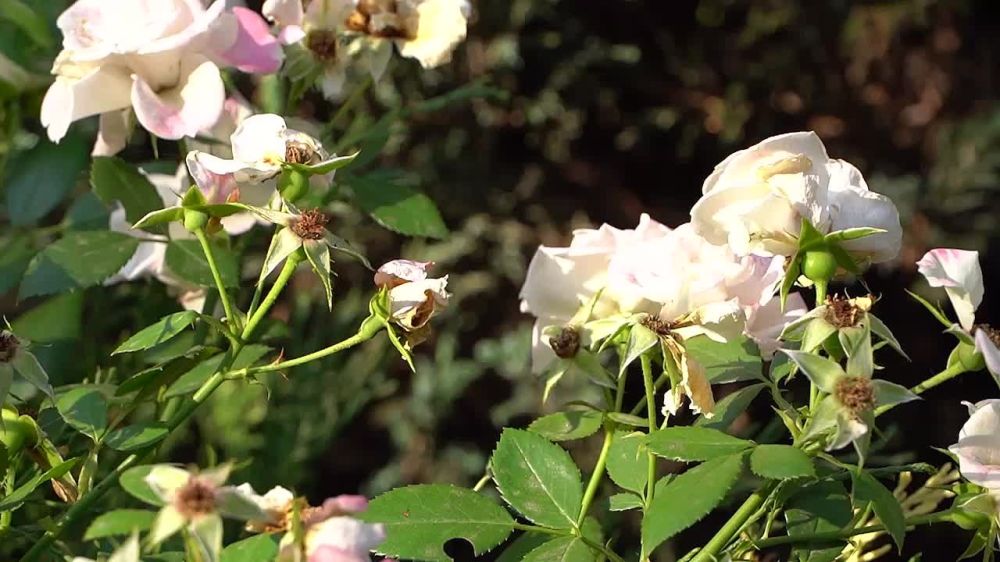 ��������������� ��������� ������� �������������� ��� ������������ � ��������