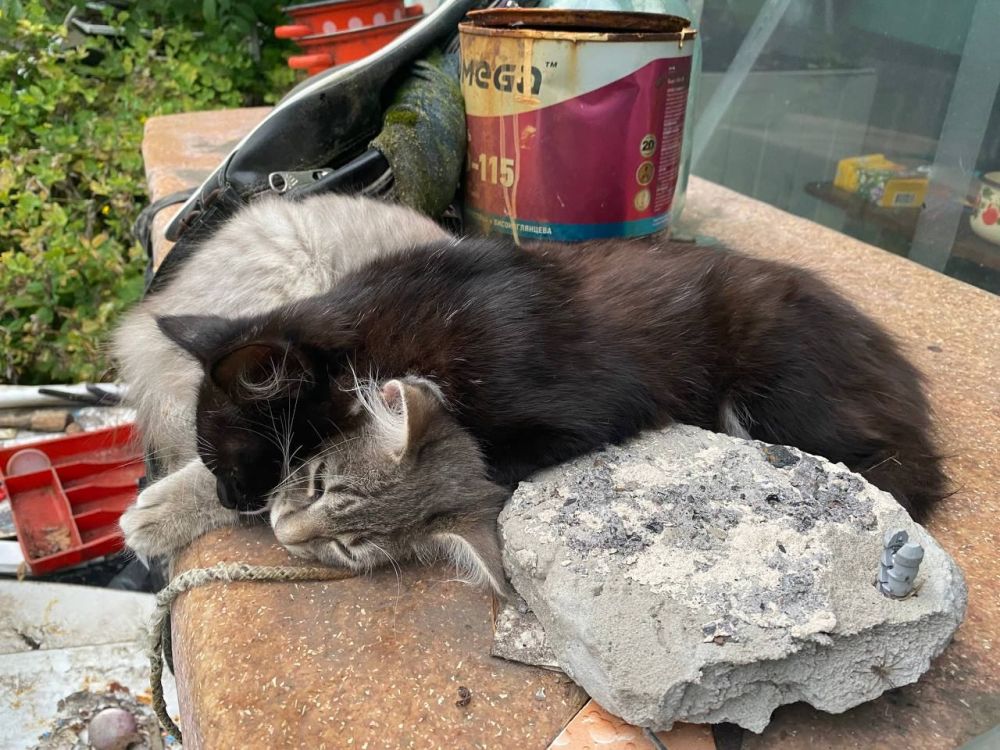 ������� ������: #�������� ������. ����� ��� �����,���� ����� �������, ���� ��������� ��������� ����������� � �������, ������ �� �����. ����� ������ �����