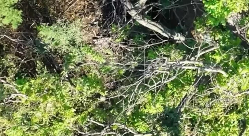 ������ �������: �������������� 4 ������� ����� ����������� ����� ���������� �� ���������� ����������� �������� ��� � ������� ������-���������