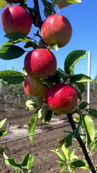 ����� ����������: ������� ������ ��������� ����� ���������� ������