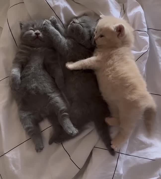 ���� ���������, ������ ����! ������ ���������
