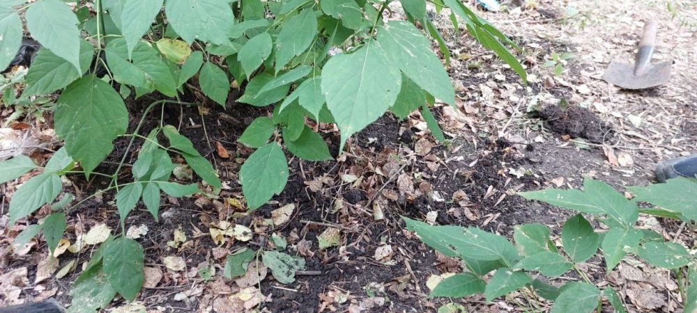 �� � �����. ����������� �� ����� ������-���������� ���������� � ���� ��. ��������� ����