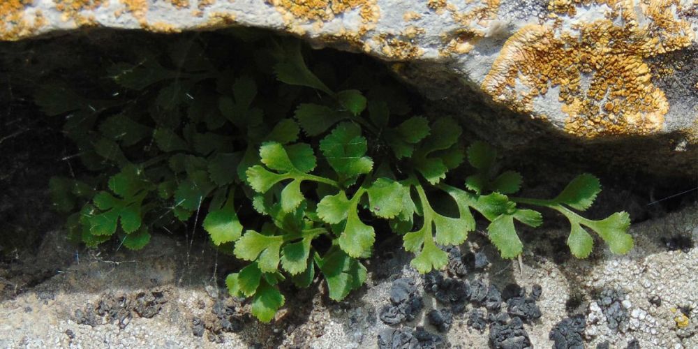 �������� ��� - �������� ��������� - Asplenium ruta-muraria L. (������� �����) - ������������ ����������