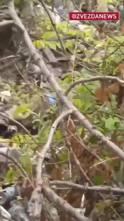 ����� � ���������: ���������� ����� �������� ������ ���������� ��������