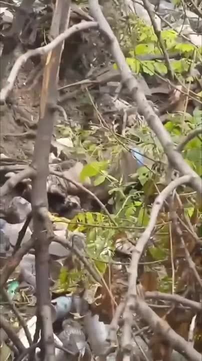 Виталий Киселев: Кадры из Клещеевки. Куча двухсотых солдат ВСУ, зато трезубец нарисовали на стене. Вот такая она — пэрэмога…