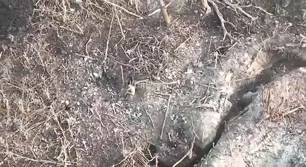 ���� �������: ����������� ���������� �������� �� ������ ��� ������ ����