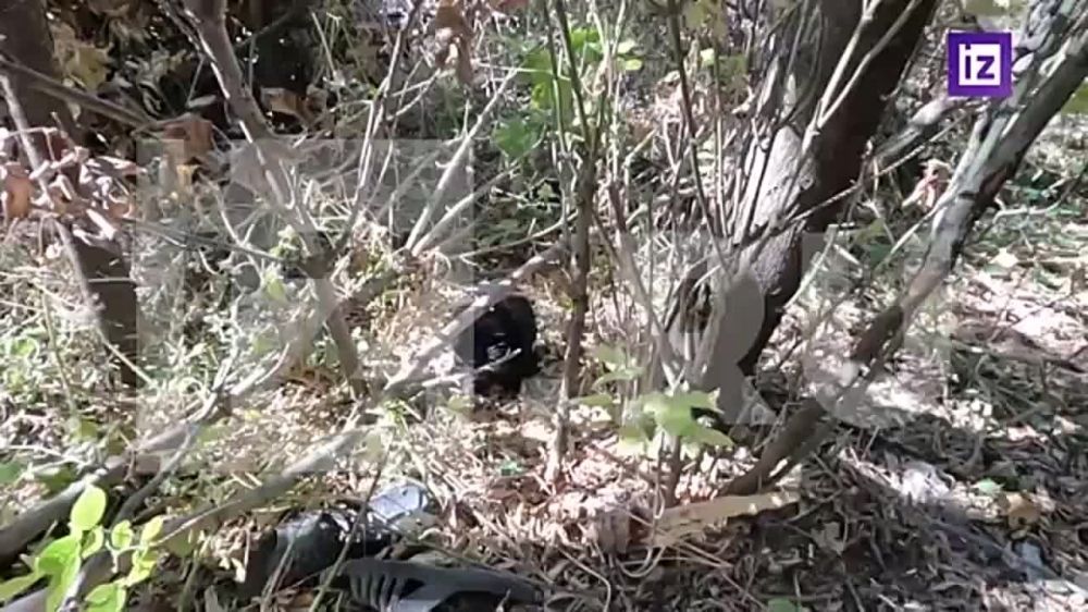 ���������� ������������ ���������� ������� ��� � ������ ��������