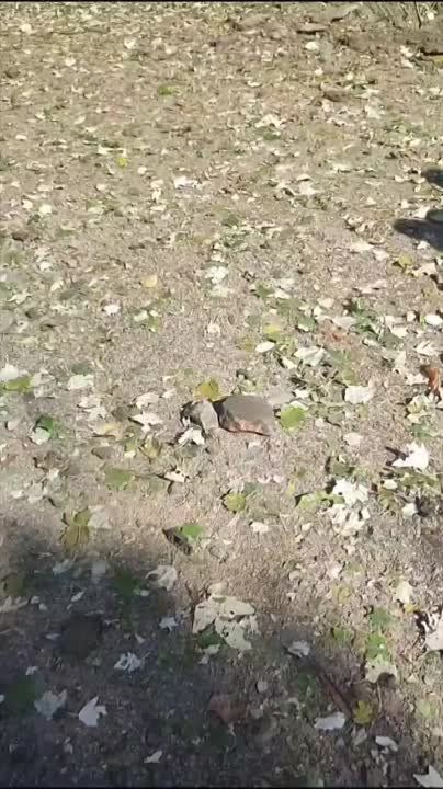 ���� ��������� ����� ������: ��� ���� ���������� ����� ������������� ���������� �� ��� ��������� �����������