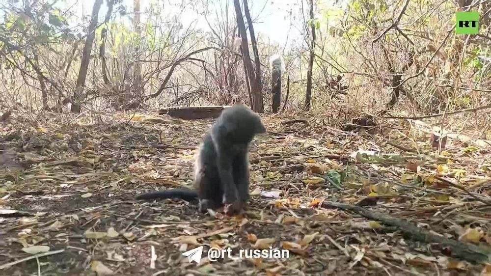 ������������ ��� � �������� ���������� ���������� ������� �� ����������� ����������� �� ������� �-30