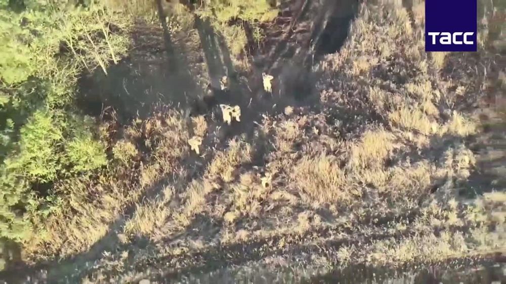 ���������� (��� ���������), �� ����