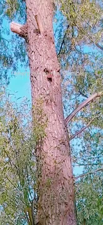 ������ �������: ��� ���� ������������ �� ����������� ����������� ���������� ���� �-64��