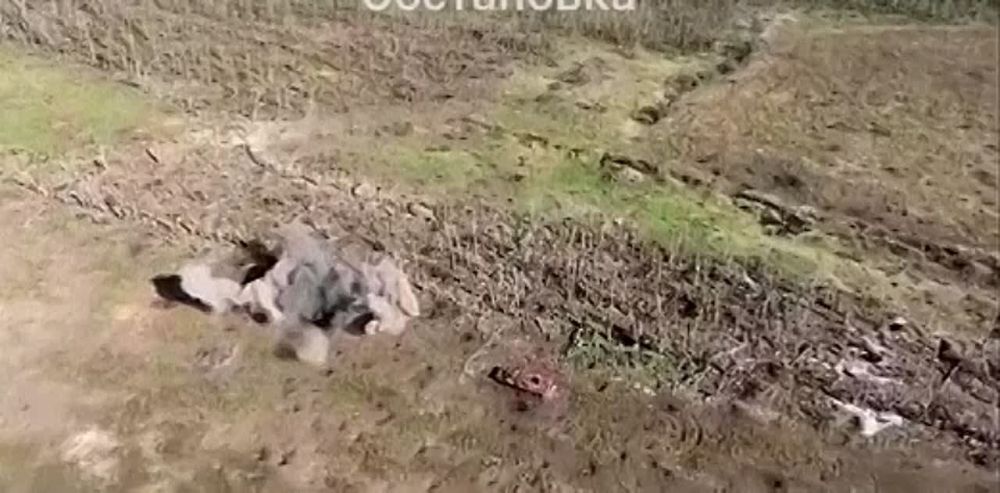 ���������, ����������� �����������, ����� �����