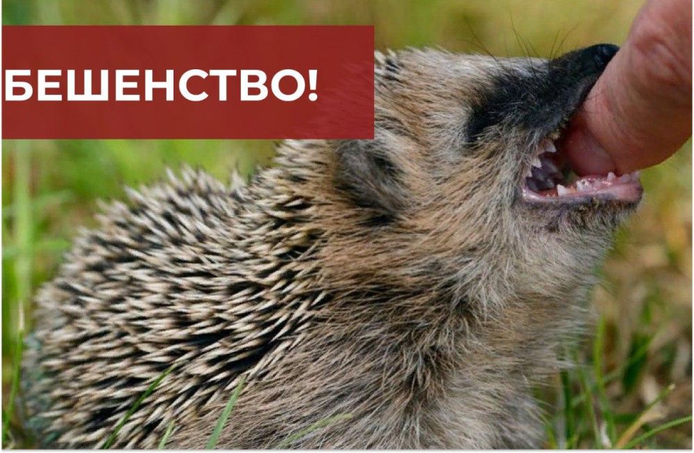 Специалисты ветслужбы ДНР предупреждают