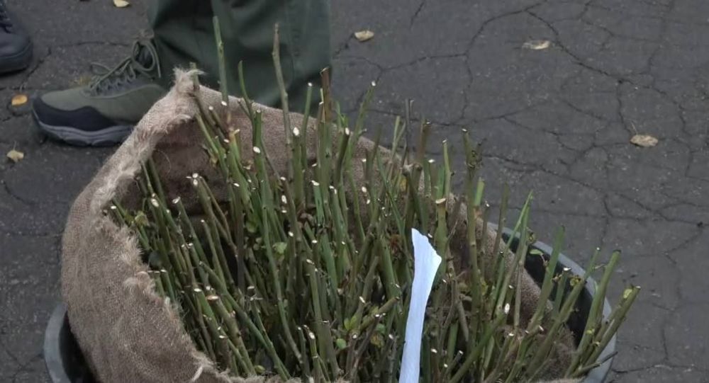 � ������� �������� 300 �������� ���