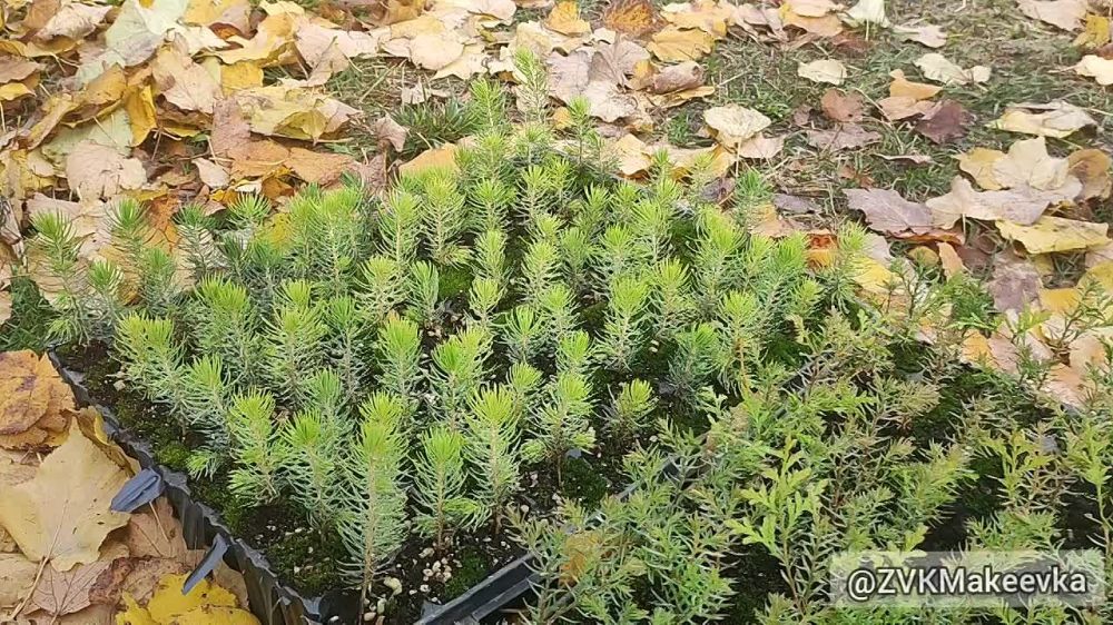 Владислав Ключаров: Сегодня я был приглашен жителями микрорайона Зелёный для озеленения территории части нашего города