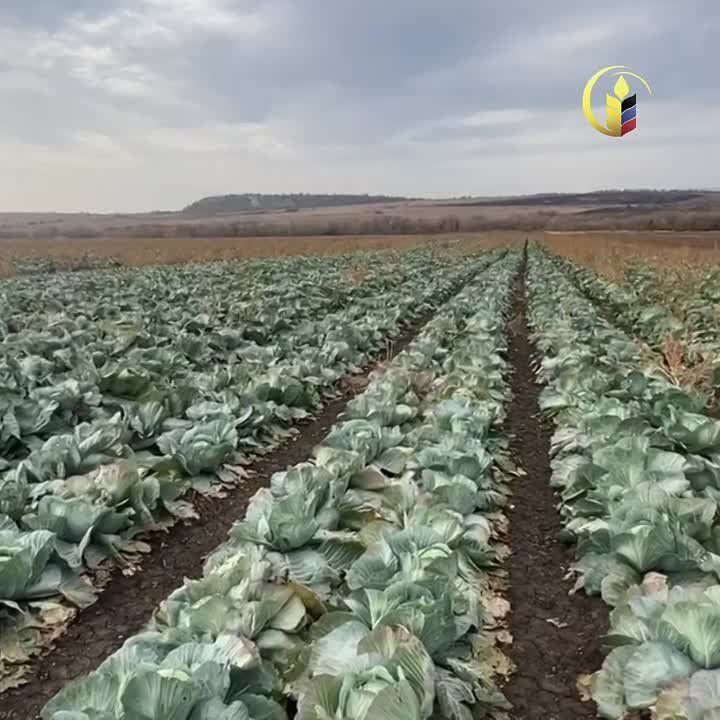 � ���������� ���� ���� �������