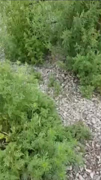 ������� �������: � ����� ����� � ���, �������� �� ���� �����, ��� ��������� ����� �������������, ������ ���������� ���������� ��� ���������� "�������� ����" - ����� ���������