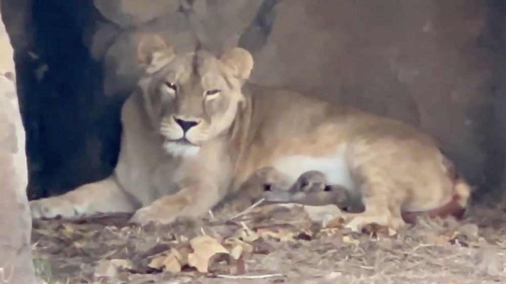 � �������� ����� �������� ������, �������������� �� ���������, ������ ������