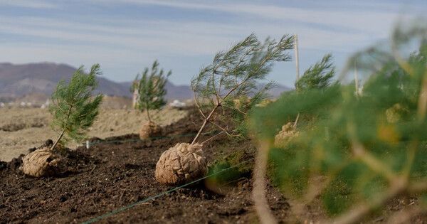 ����� �������� ��� �������� �� ������� ��� � ������ ����� ��������� ���