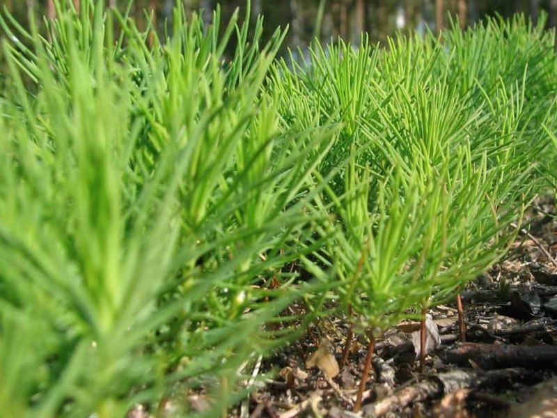 ���������: ������ �� ���������������� ������������������ ����� ������������ � ����� �������