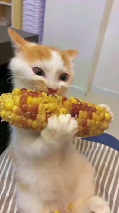 �������� ��� ������� ����� ������ ������ ��������