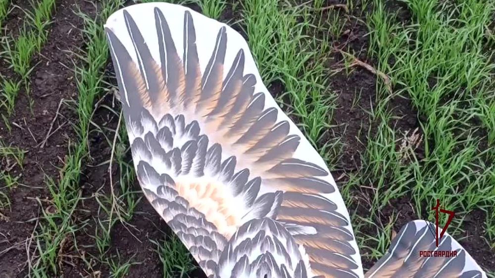 ������� �������: ������������ � ��� �������� ����������� ���, ��������������� ��� ����