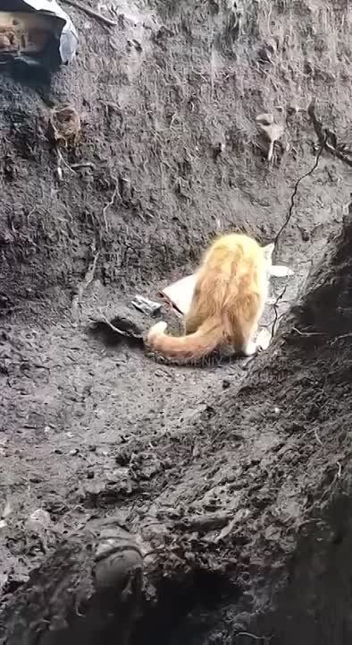 ������� �������: ��� ���������� ����� � ������ �� ��������