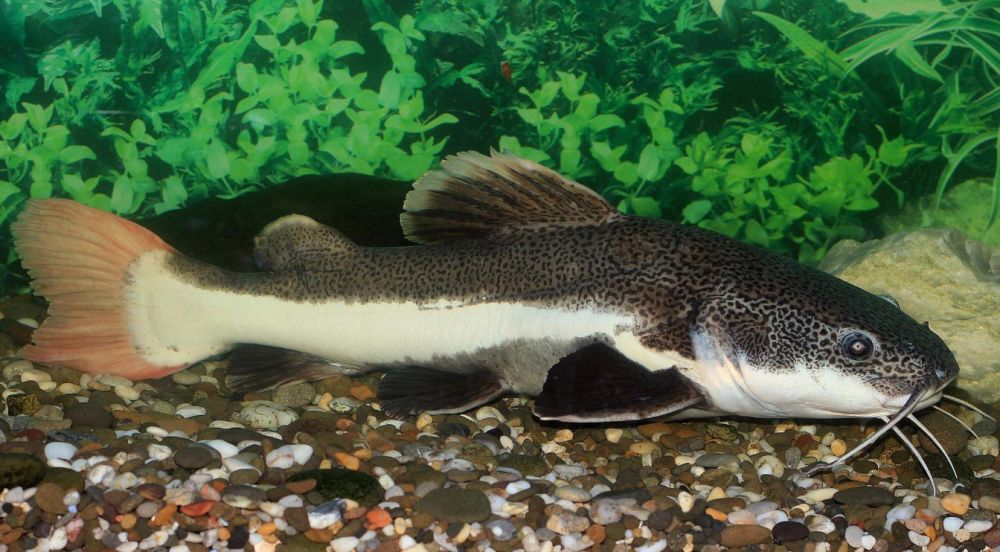 �� ������ ����������� ����������� ������� ����������, � ����������� ��������� ������� ����� 500 �������� ���������