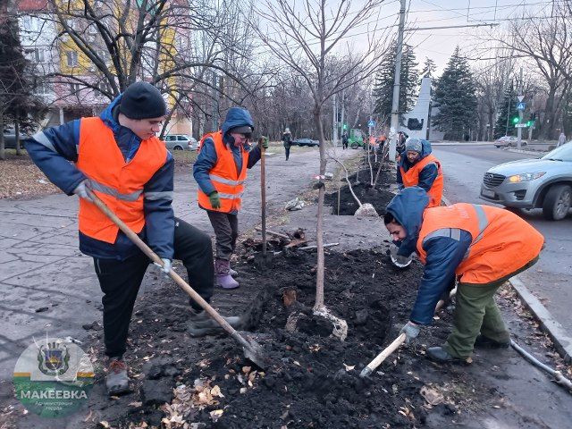 В Макеевке проводится высадка деревьев Катальпа