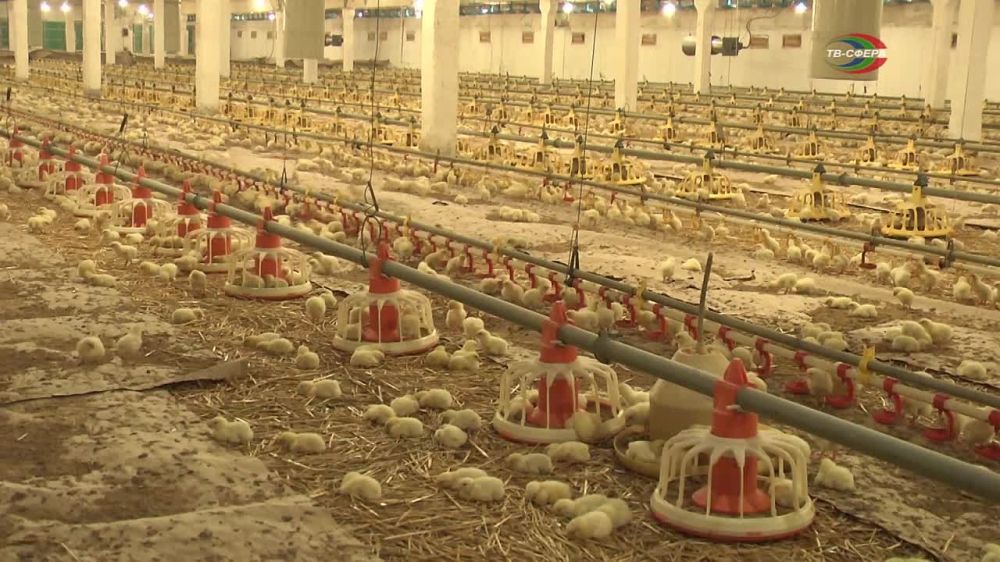 � ������ ���������������� ���������